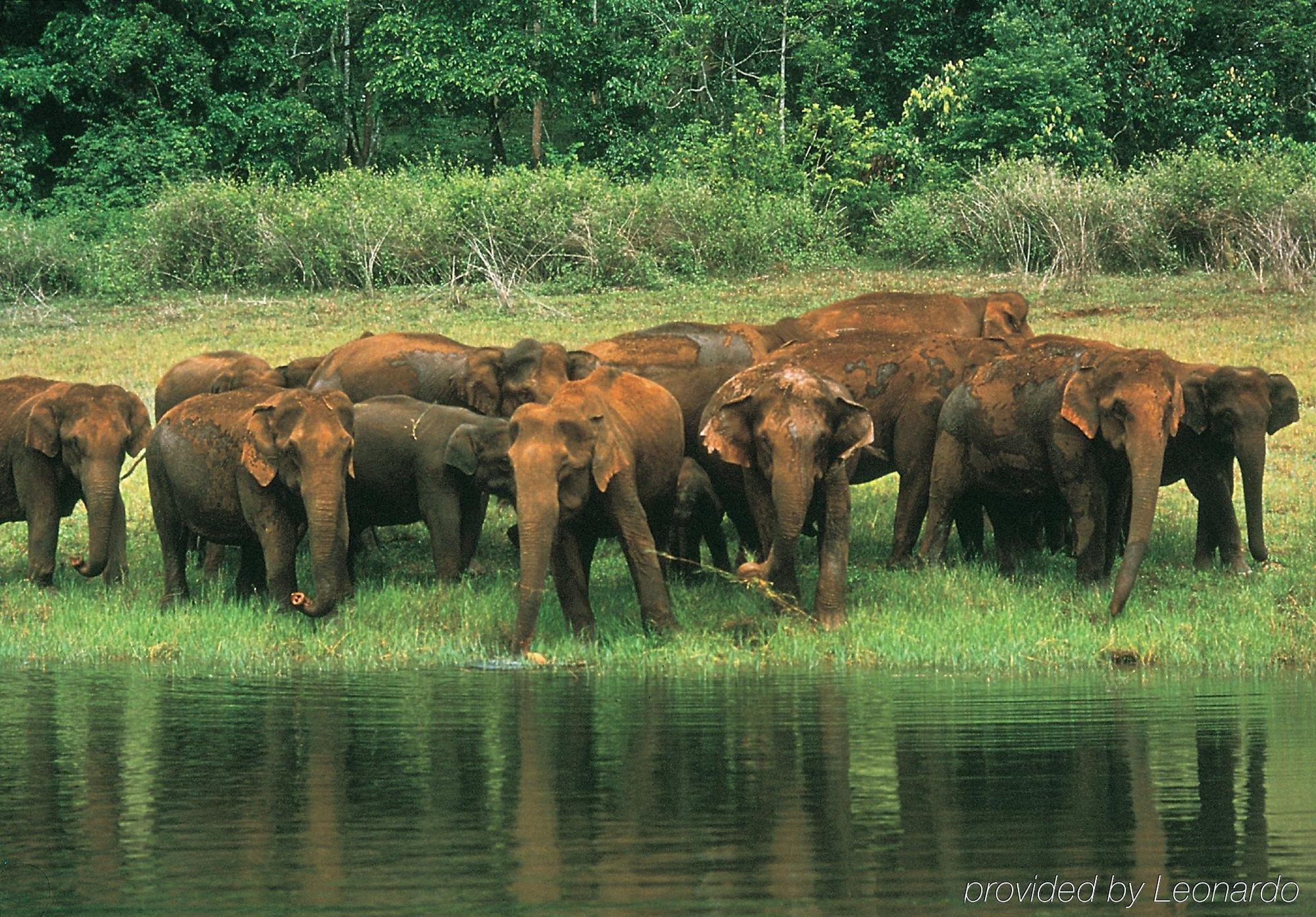 Club Mahindra Thekkady Hotel Ngoại thất bức ảnh